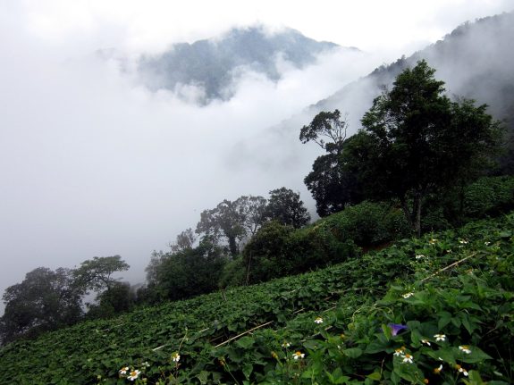 Vườn su su ở Tam Đảo.jpg